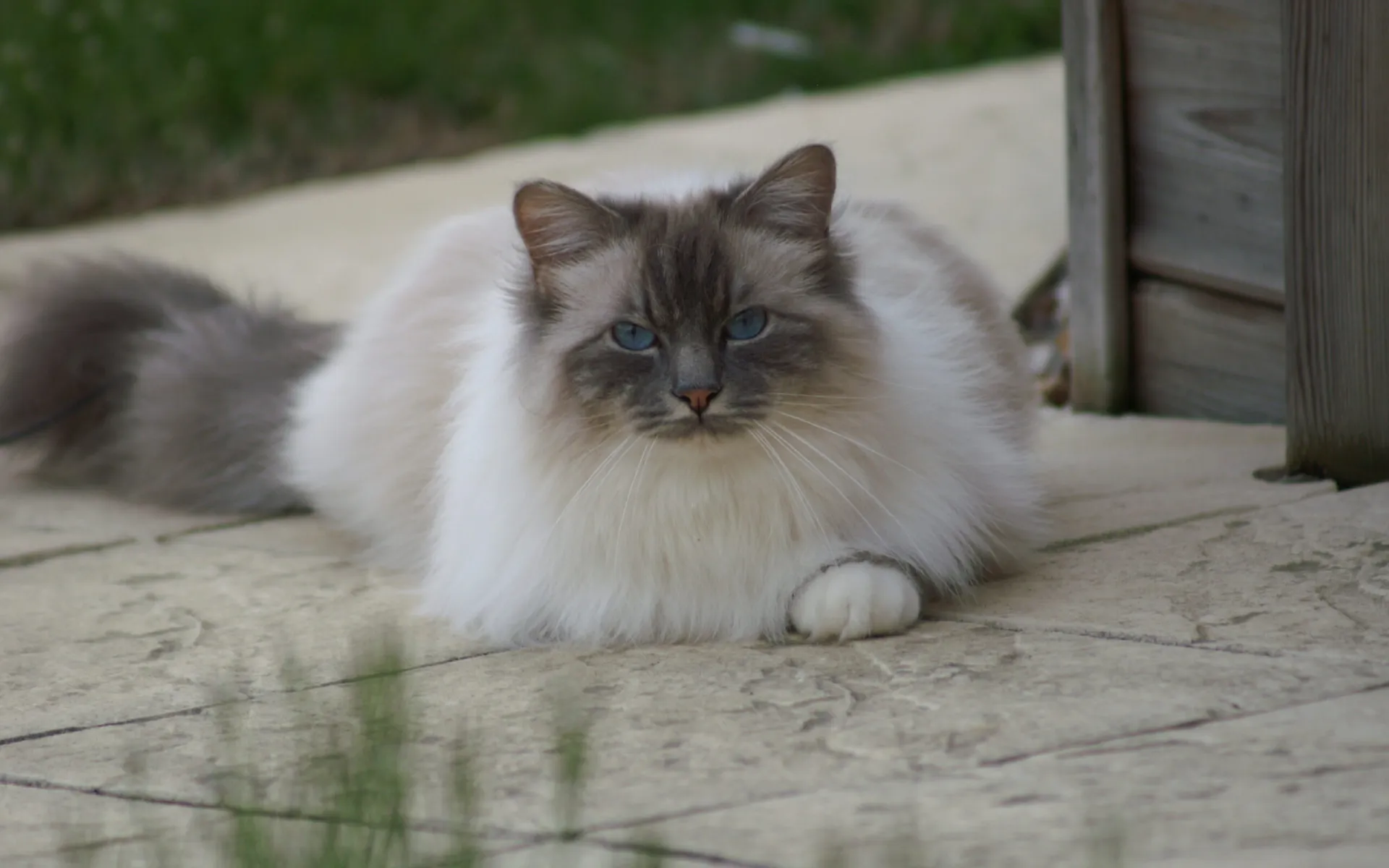 communiquer avec les animaux près de Caen - Communication animale